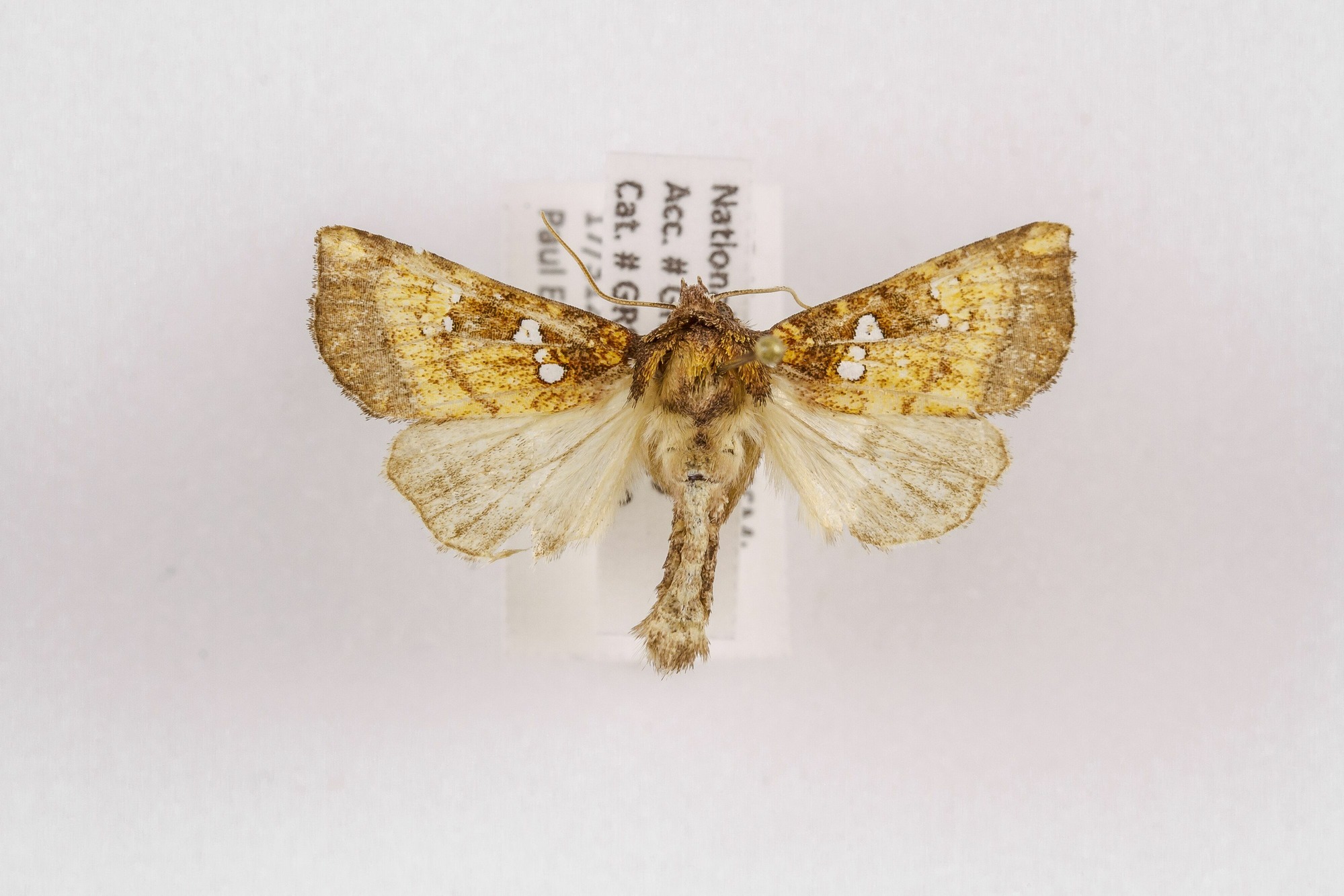 Image of Papaipema lysimachiae, a species of Animalia