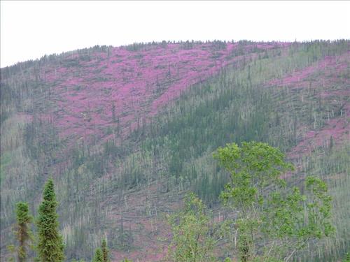 10 Yukon-Charley Rivers National Preserve Peregrine Falcon Survey July 2006