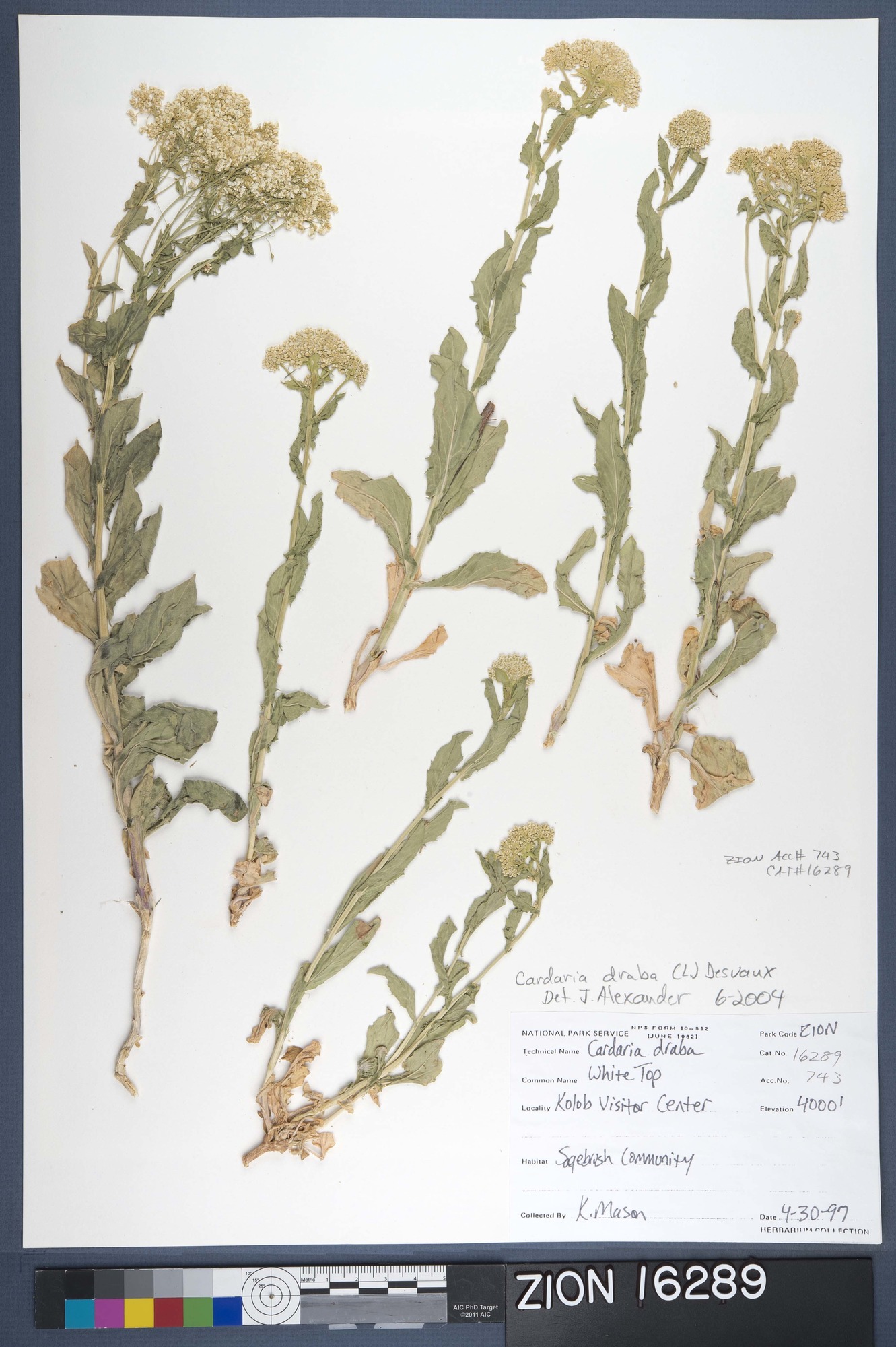 Herbarium Specimen Sheet 16289