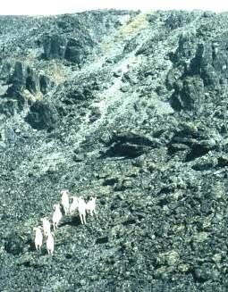 1 Dalls Sheep in Alaska