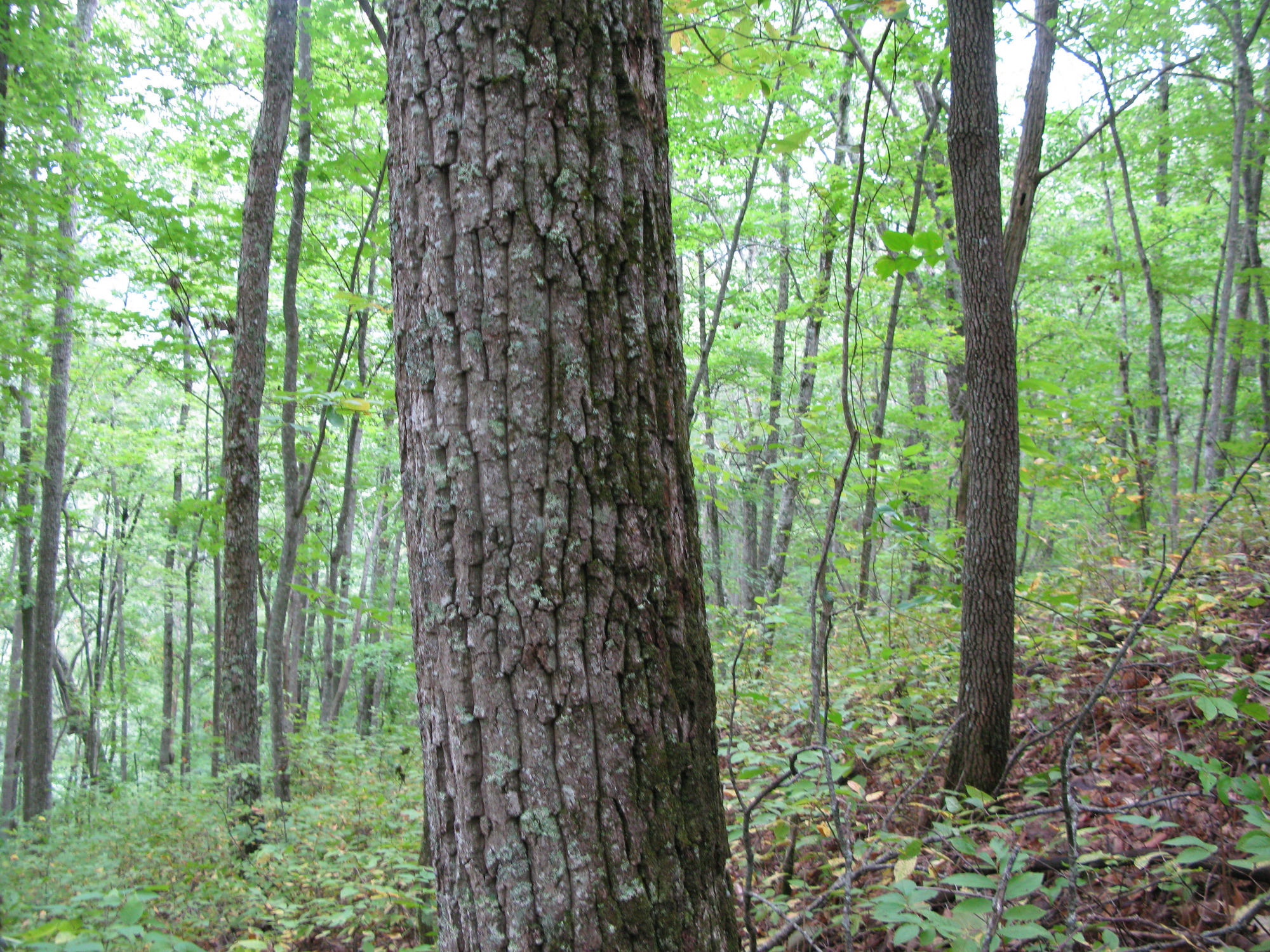 GRSM Accuracy Assessment. Plot Code: GRSM_AA_0226_3