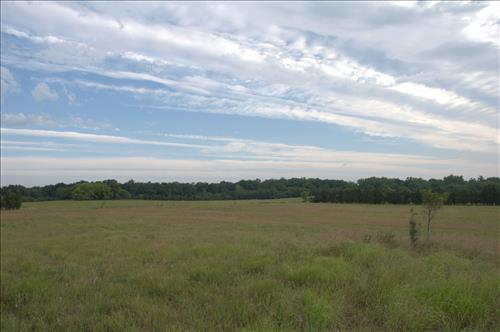 2007 treeline removal before picture number 1