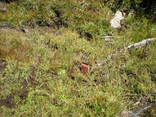 Hoof impacts and shearing at Upper Bubbs Meadow, Sequoia and Kings Canyon National Park