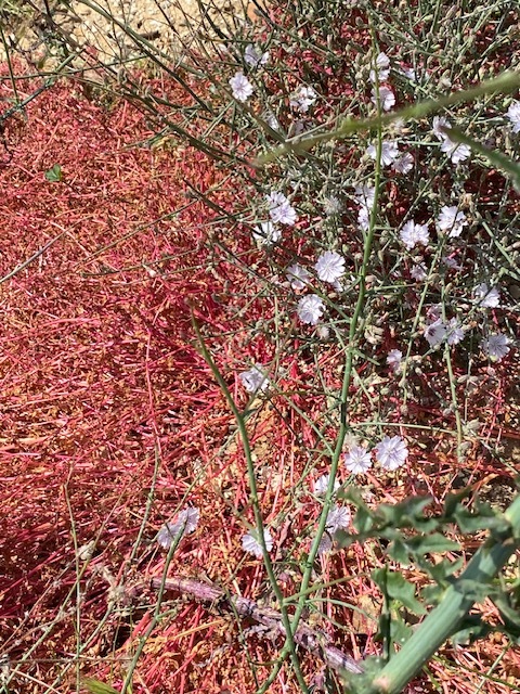 The image shows a close-up of a natural scene with a mix of plants. There is a dense patch of red, thin, and wiry stems or branches covering a significant portion of the image. Interspersed among these red stems are green stems with small, delicate white flowers. The background appears to be a mix of more plants and possibly some dry, sandy ground. The overall scene looks like it could be part of a dry, possibly desert-like environment.