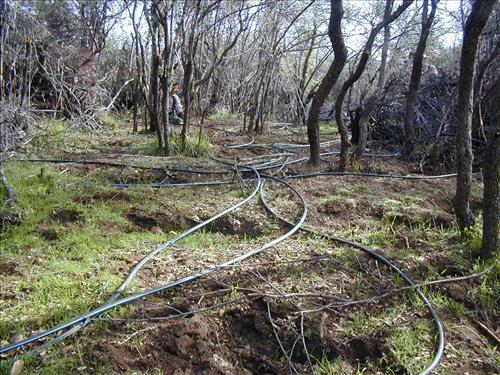 Marijuana cultivation sites in Pacific West Region parks from 2006-2008 showing vegetation clearing, chemicals, hillside terracing, weapons, and growers posing with poached bear.