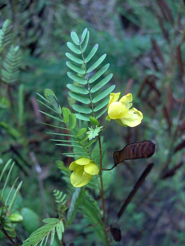 A tall stem with many green leaf offshoots that look like ferns. Two small yellow flowers with curled in petals and one brown seed pod. 
