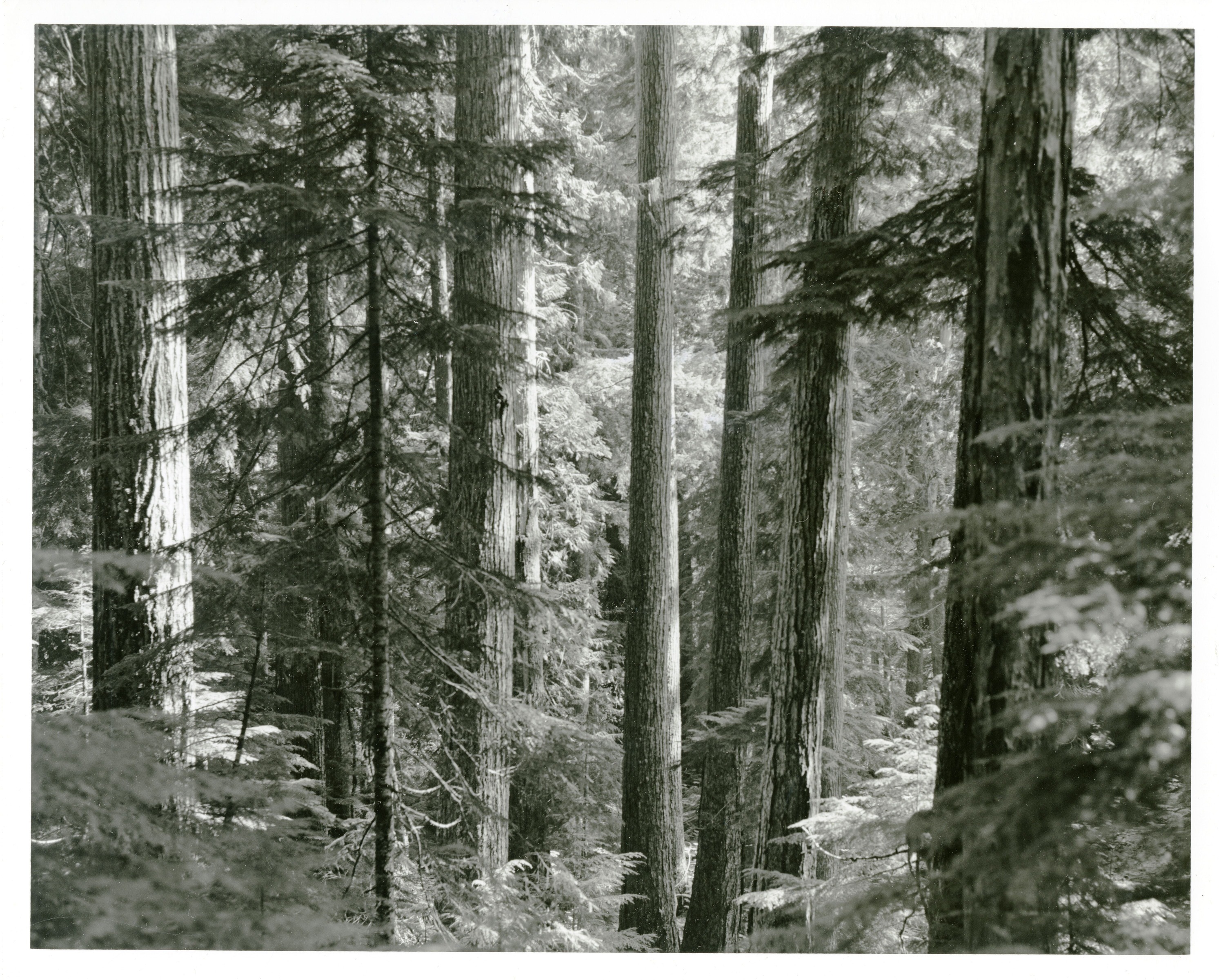Coniferous tree trunks. Foliage in the back and foreground.