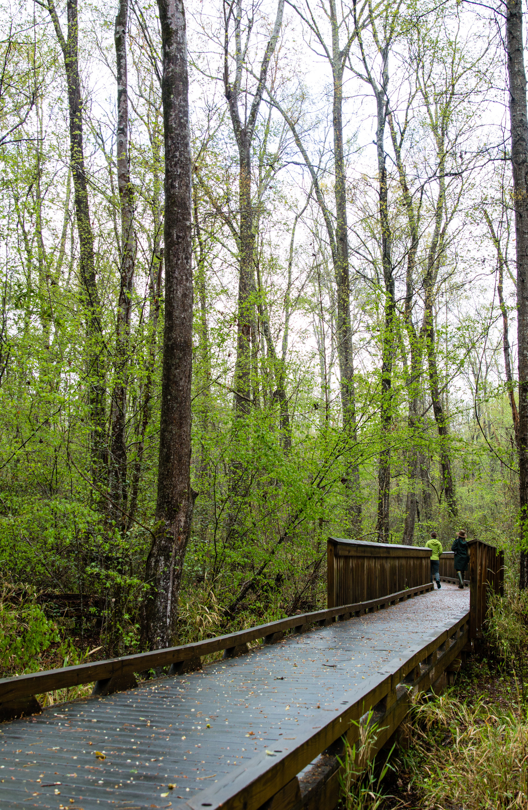 two woman walking on a wet boardwalk after a thunderstorm. The boardwalk goes through a swamp full of green trees and grasses. 