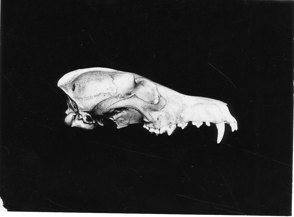 Skull