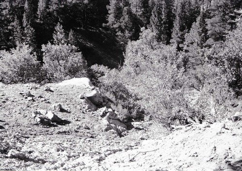 BW photo of the 1937 grazing study 35MM.
