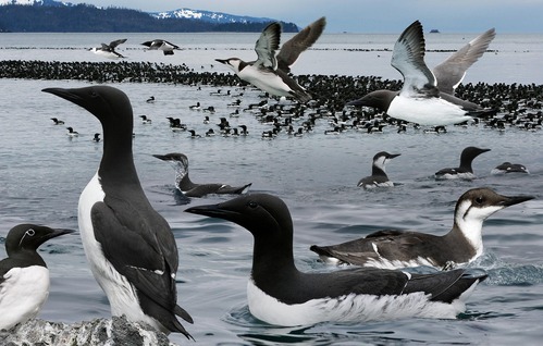 A large group of common murres with close-up views of common murres in the foreground.