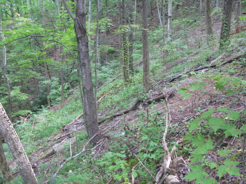 GRSM Accuracy Assessment. Plot Code: GRSM_AA_0706_4