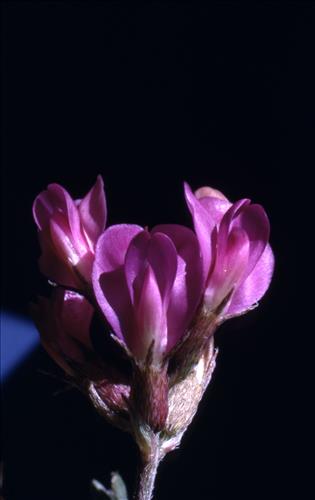 Badlands Flowers: Red, Pink, Blue