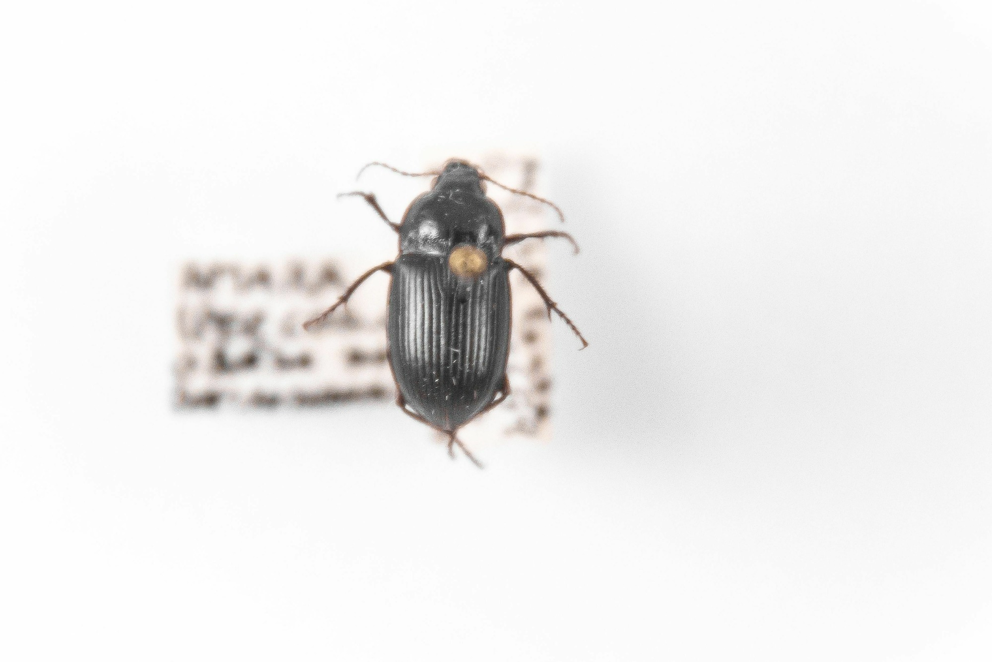 Image of Amara obesa, a species of Animalia