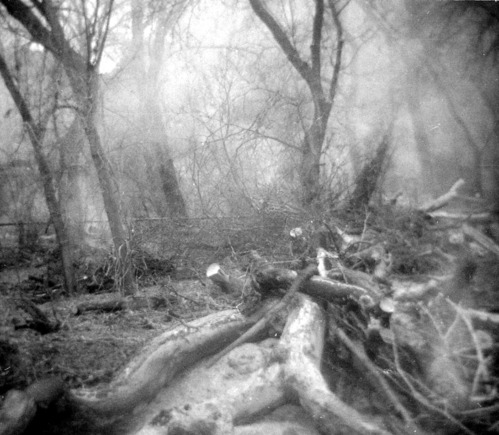 Trees and branches being cleared during the cleaning and setting up of the lodge spray field.