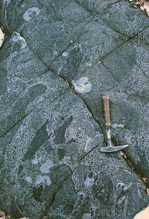 Hornblende tonalite with inclusions