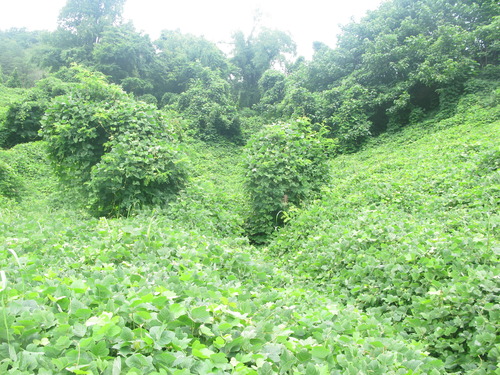 GRSM Accuracy Assessment. Plot Code: GRSM_AA_0587_6