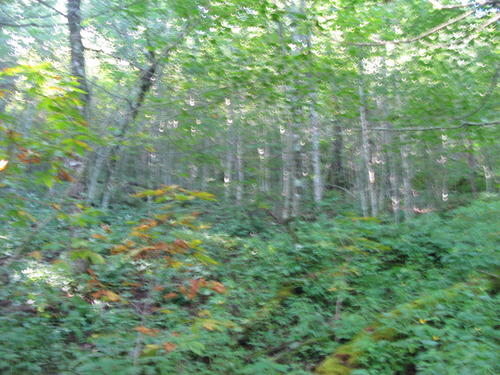 GRSM Accuracy Assessment. Plot Code: GRSM_AA_0252_4