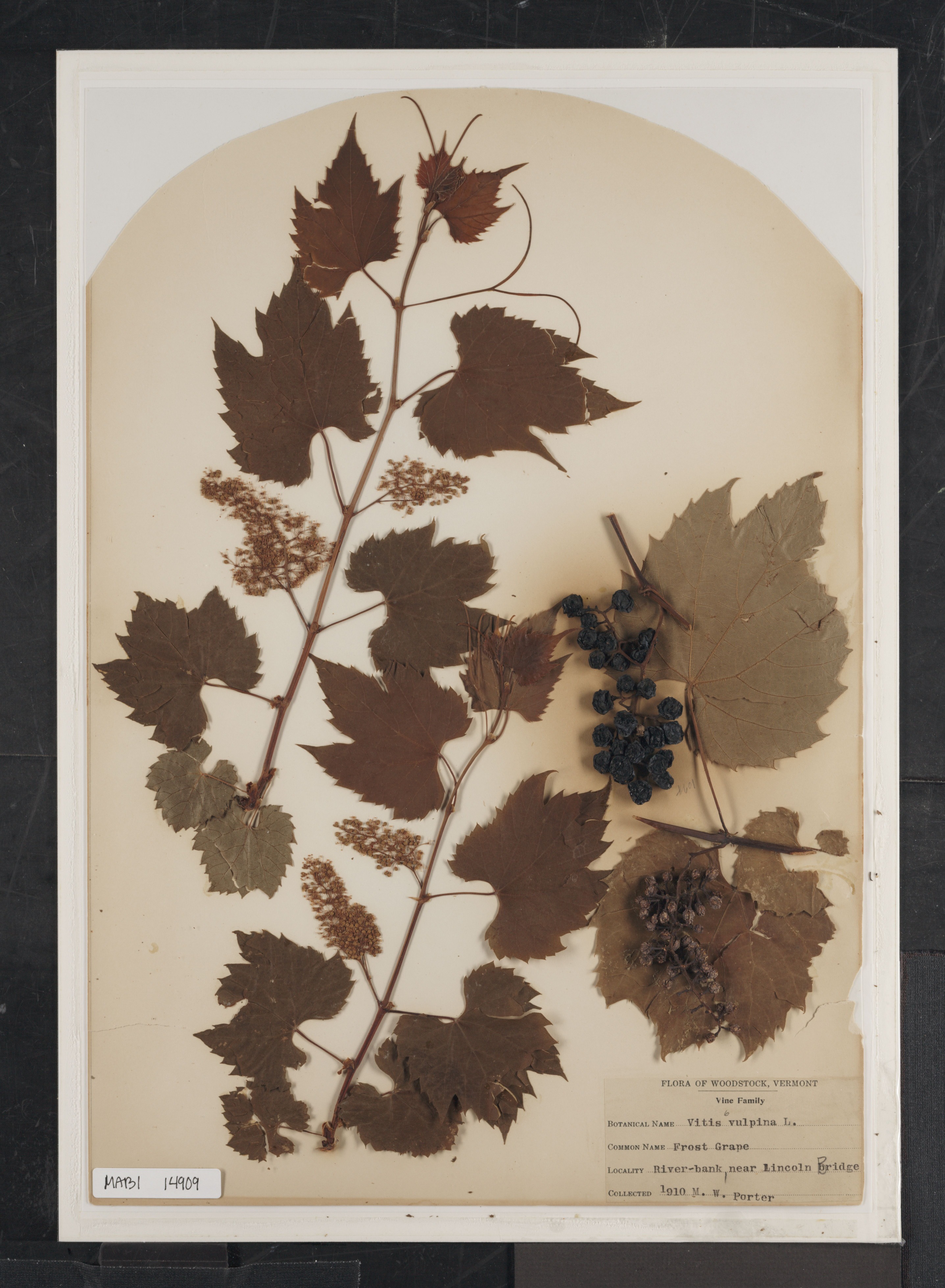 Preserved biological specimen on paper.