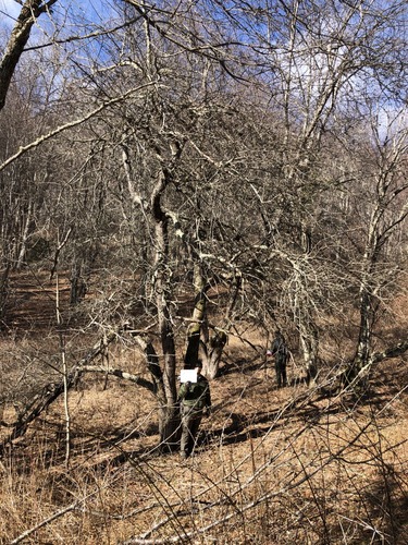 A member of the Vegetation Management Crew stands near the trunk of a tall, leafless apple tree, holding a small sign. The lower branches on the left side of the tree bend toward the ground.