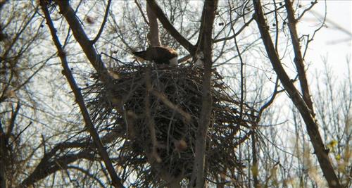 Bald eagles nesting at Pinery Narrows 1