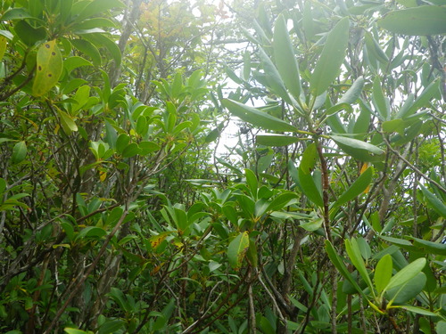 Plot Code: GRSM_AA_0611_3