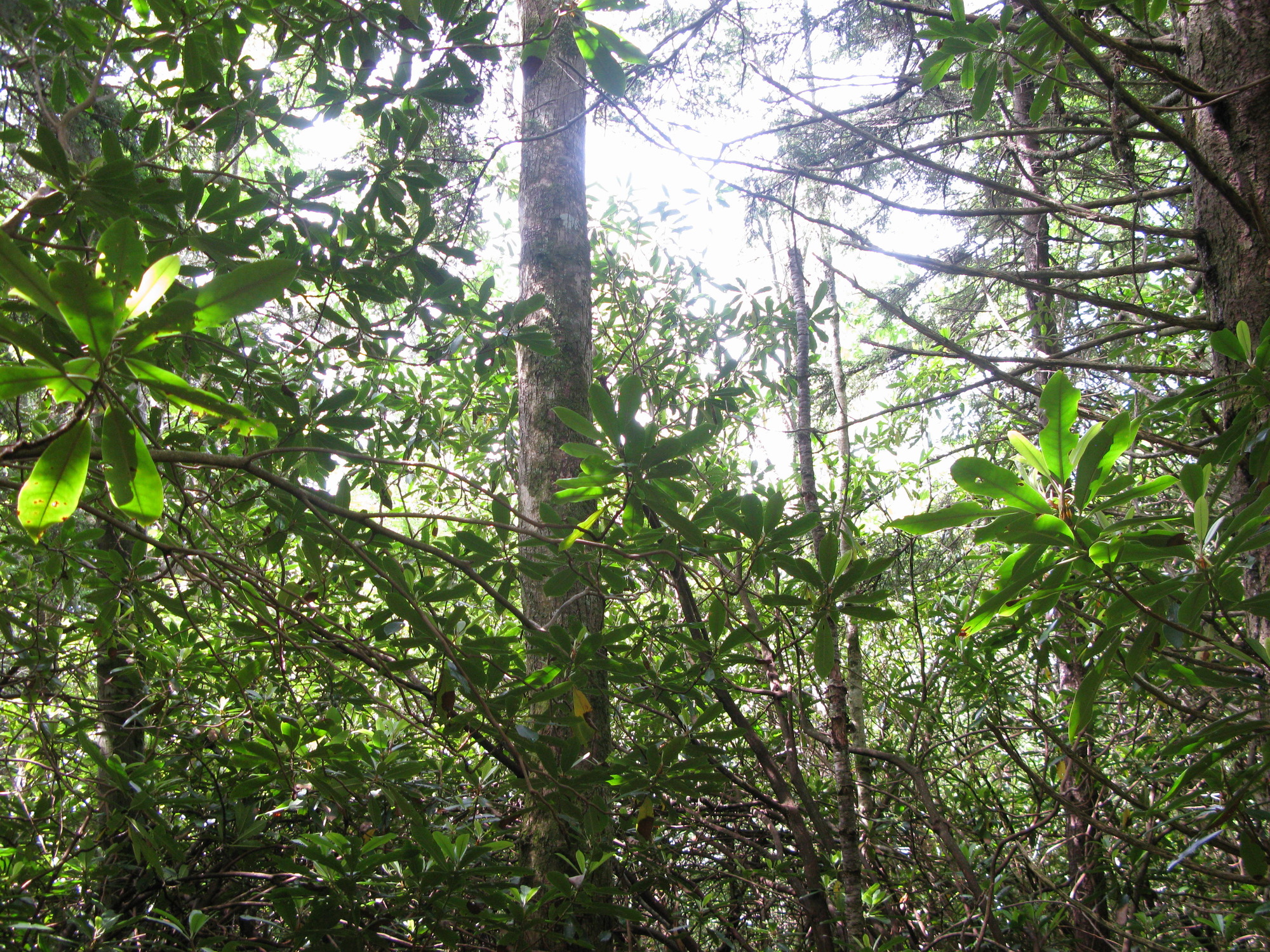 GRSM Accuracy Assessment. Plot Code: GRSM_AA_0134_6