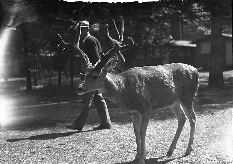 Yosemite National Park