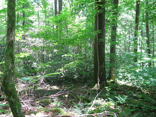 GRSM Accuracy Assessment. Plot Code: GRSM_AA_0882_3