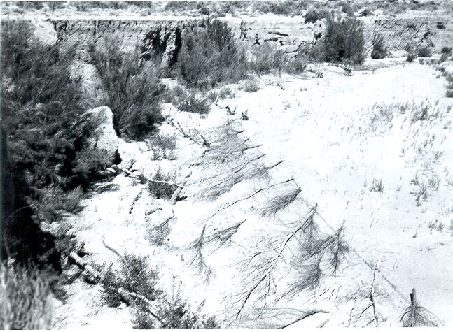 Erosion Control, Progress of Sixth Set of Tree and Cable Jetties Installed in Chaco Wash Below Kin Kletso