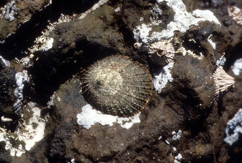 Limpet