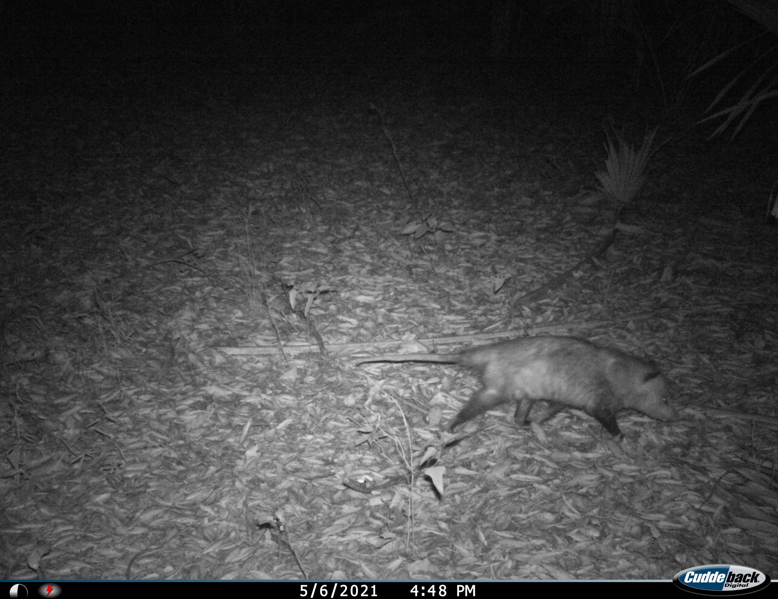 night vision view of large rodent in forest floor