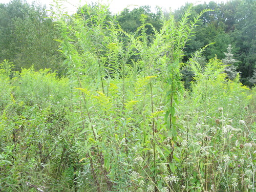 GRSM Accuracy Assessment. Plot Code: GRSM_AA_0053_4