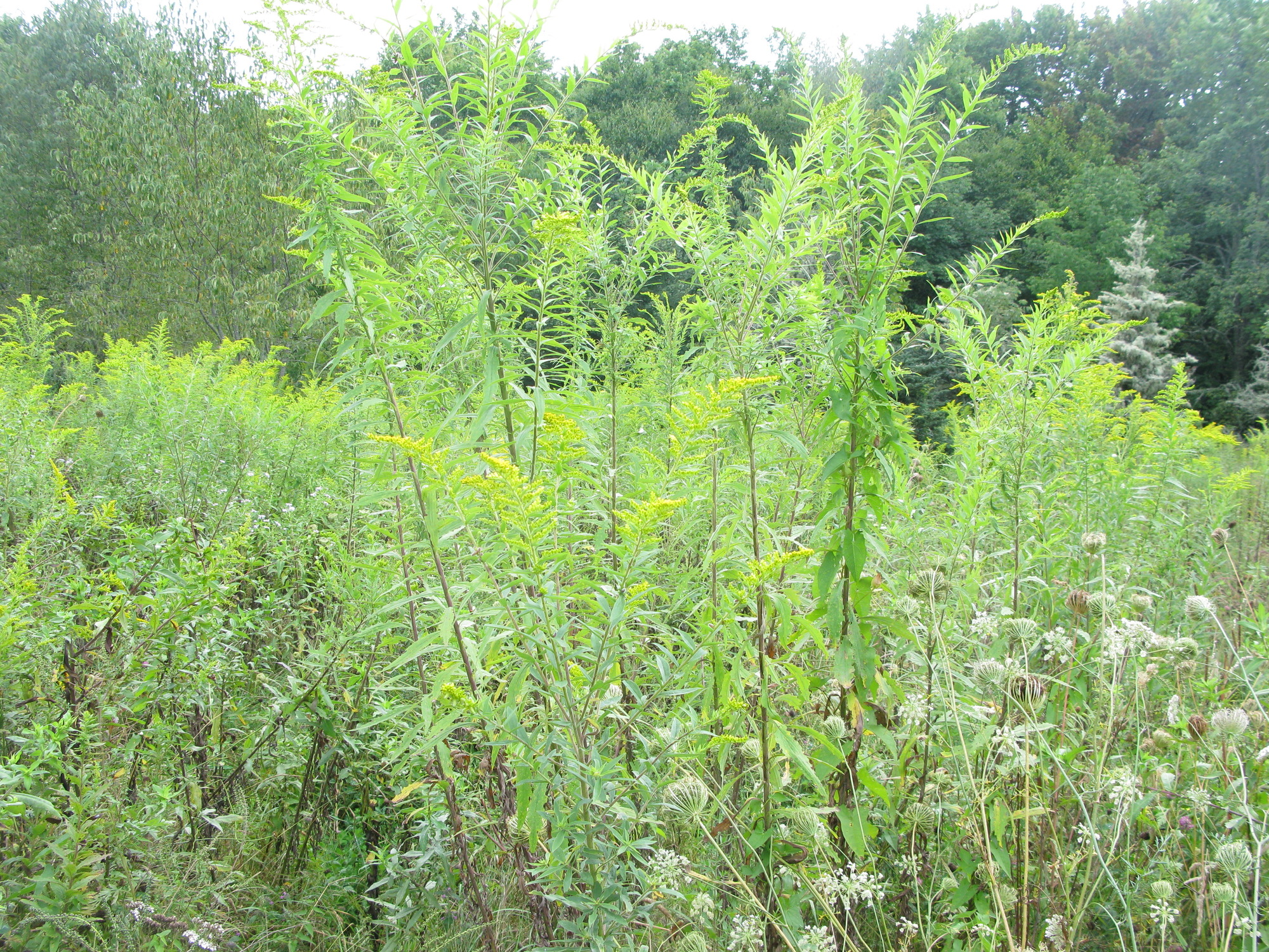 GRSM Accuracy Assessment. Plot Code: GRSM_AA_0053_4