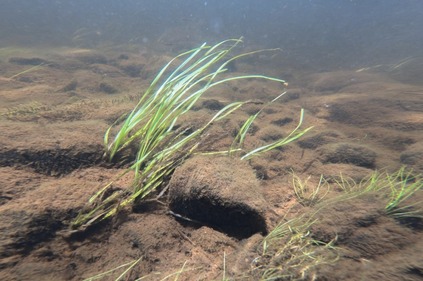 Bright green underwater grasses flow in water current on a background of brown plant-covered rocks 