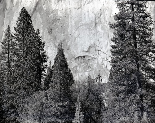 Pine tree on face of cliff. Valley Visitor Center Exhibit 10-8.