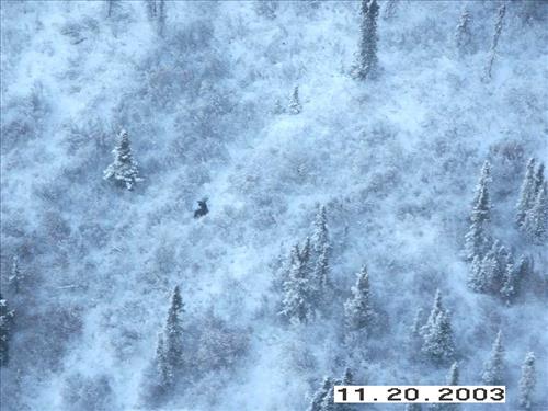 Moose Survey, Yukon-Charley, 2003