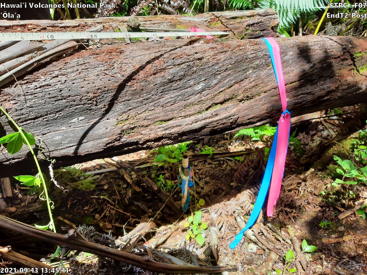 Photo of plot marker for relocation