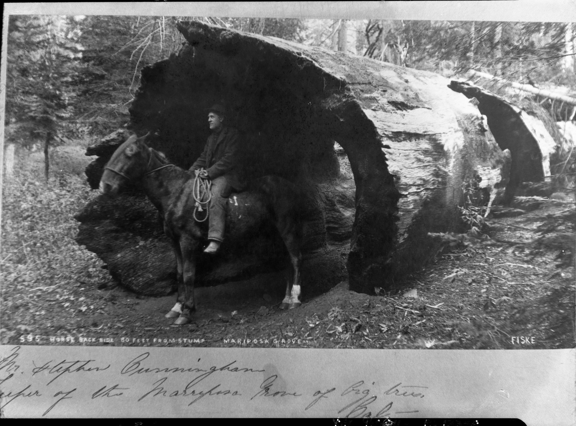 Copied by Phillips. Stephen Cunningham, Keeper of the Big Trees. copied May 1936