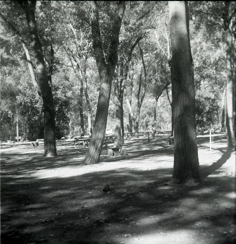 Trees near the Grotto parking area.