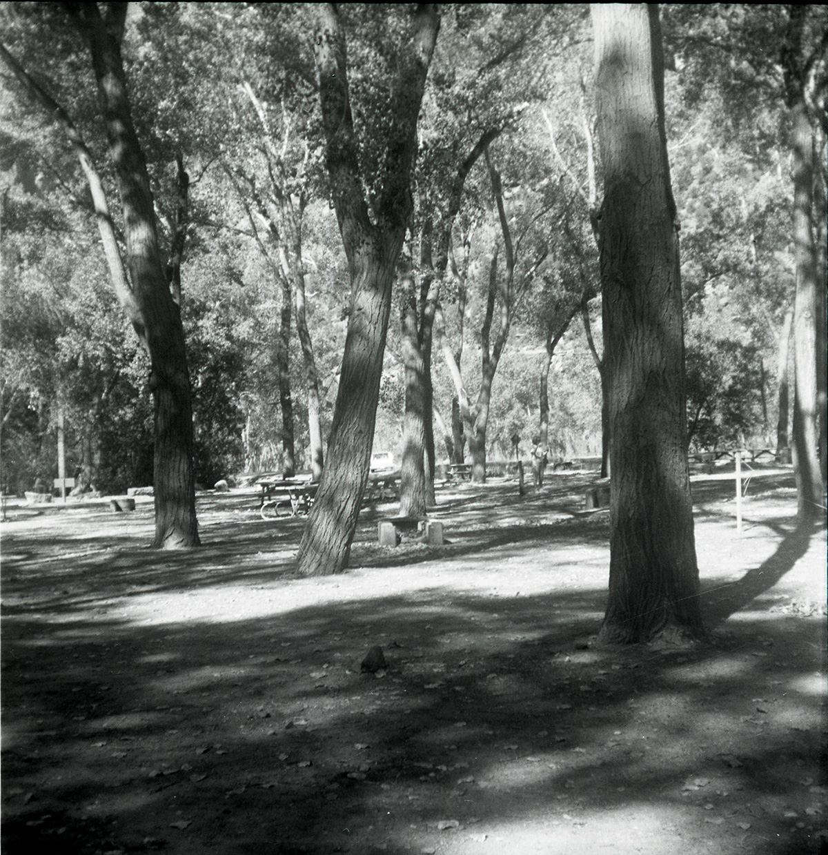 Trees near the Grotto parking area.