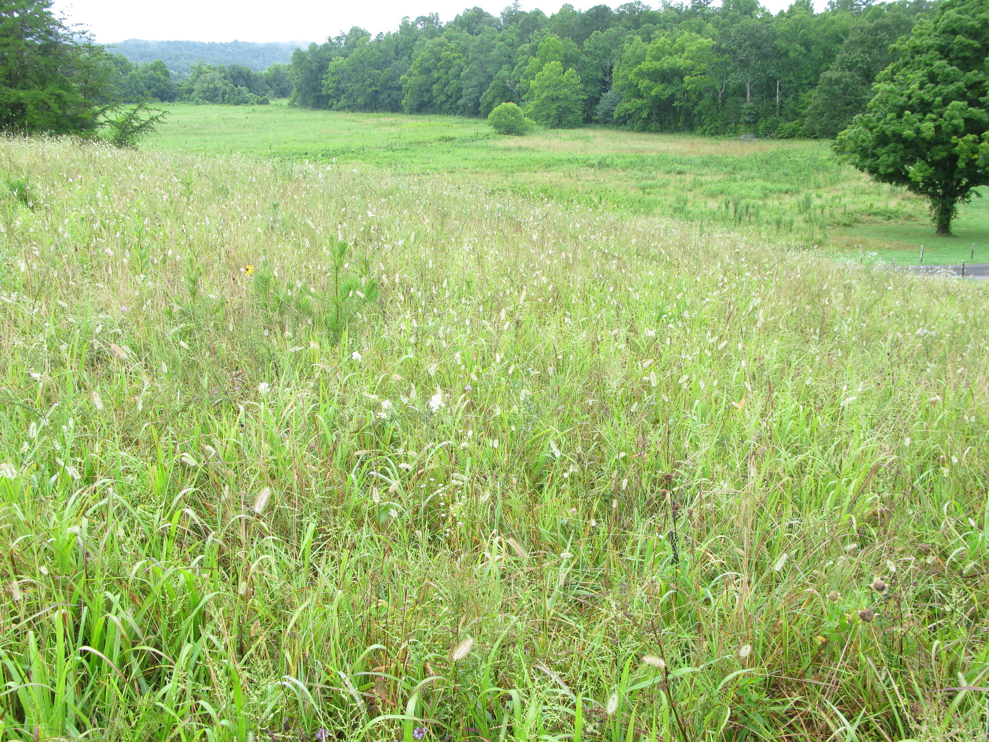 Plot Code: GRSM_AA_0606_6