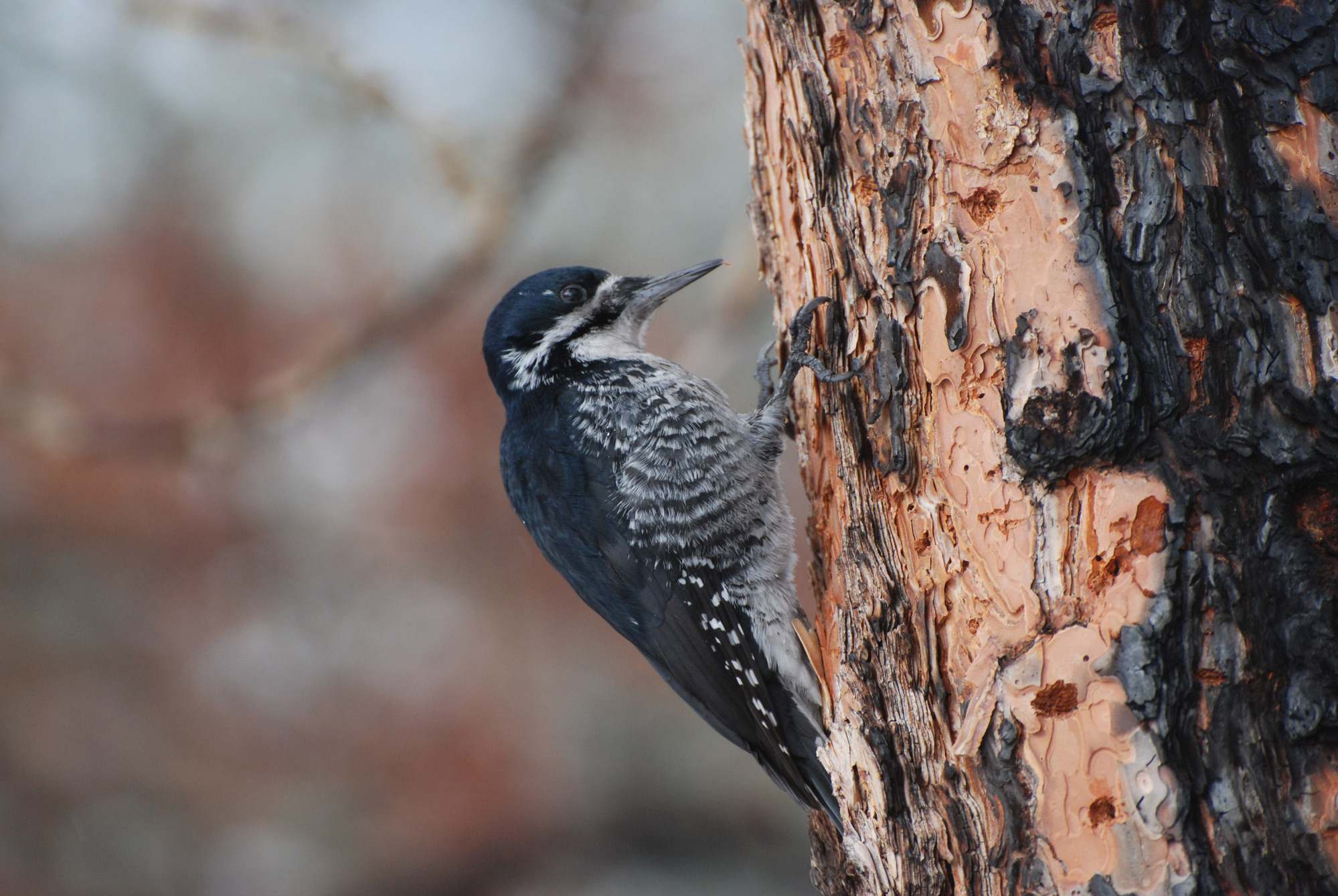 a black and white woodpecker