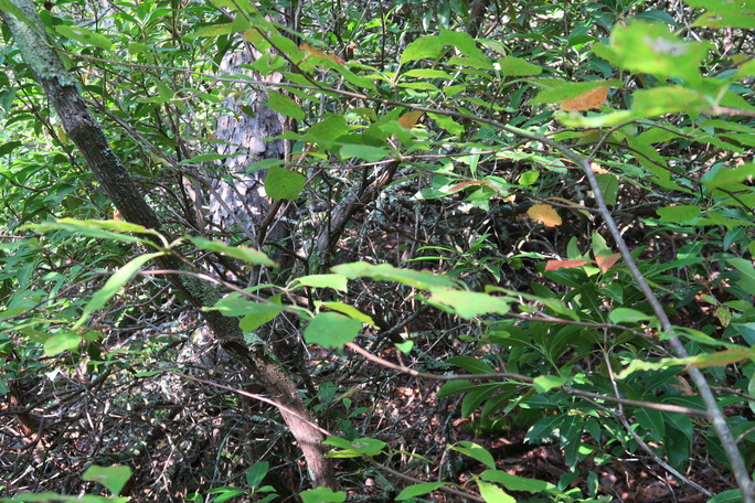 GRSM Accuracy Assessment. Plot Code: GRSM_AA_0921_5