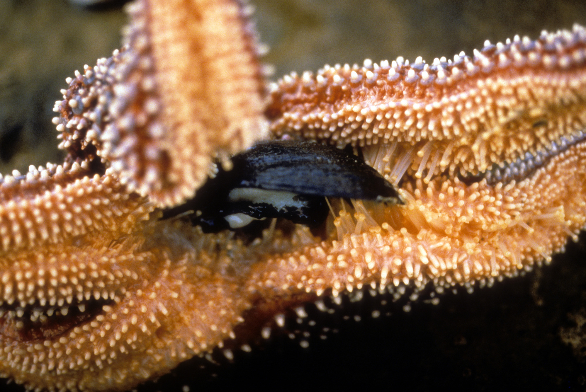 Blue Knobby Star Eating Mussel