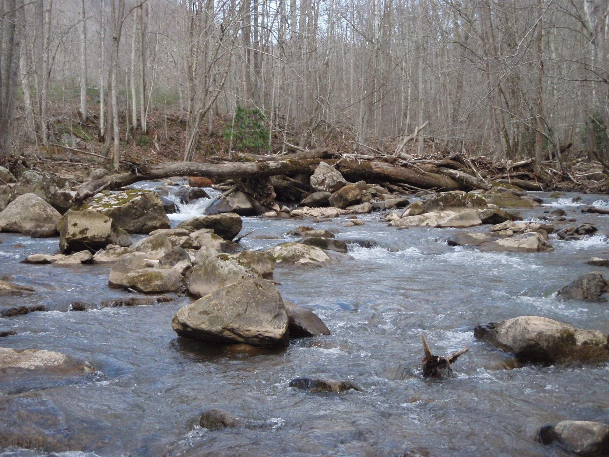 Site visit photo showing the upstream (UP) or downstream (DN) view of a wadeable stream reach taken during benthic macroinvertebrate monitoring at New River Gorge National Park and Preserve.