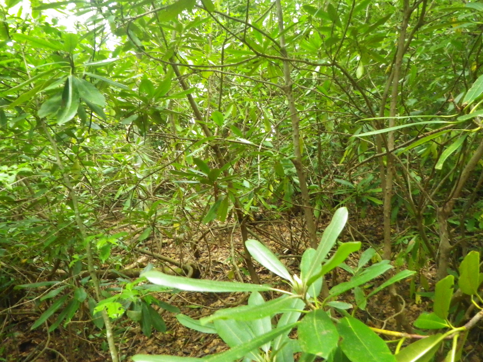 Plot Code: GRSM_AA_0486_2