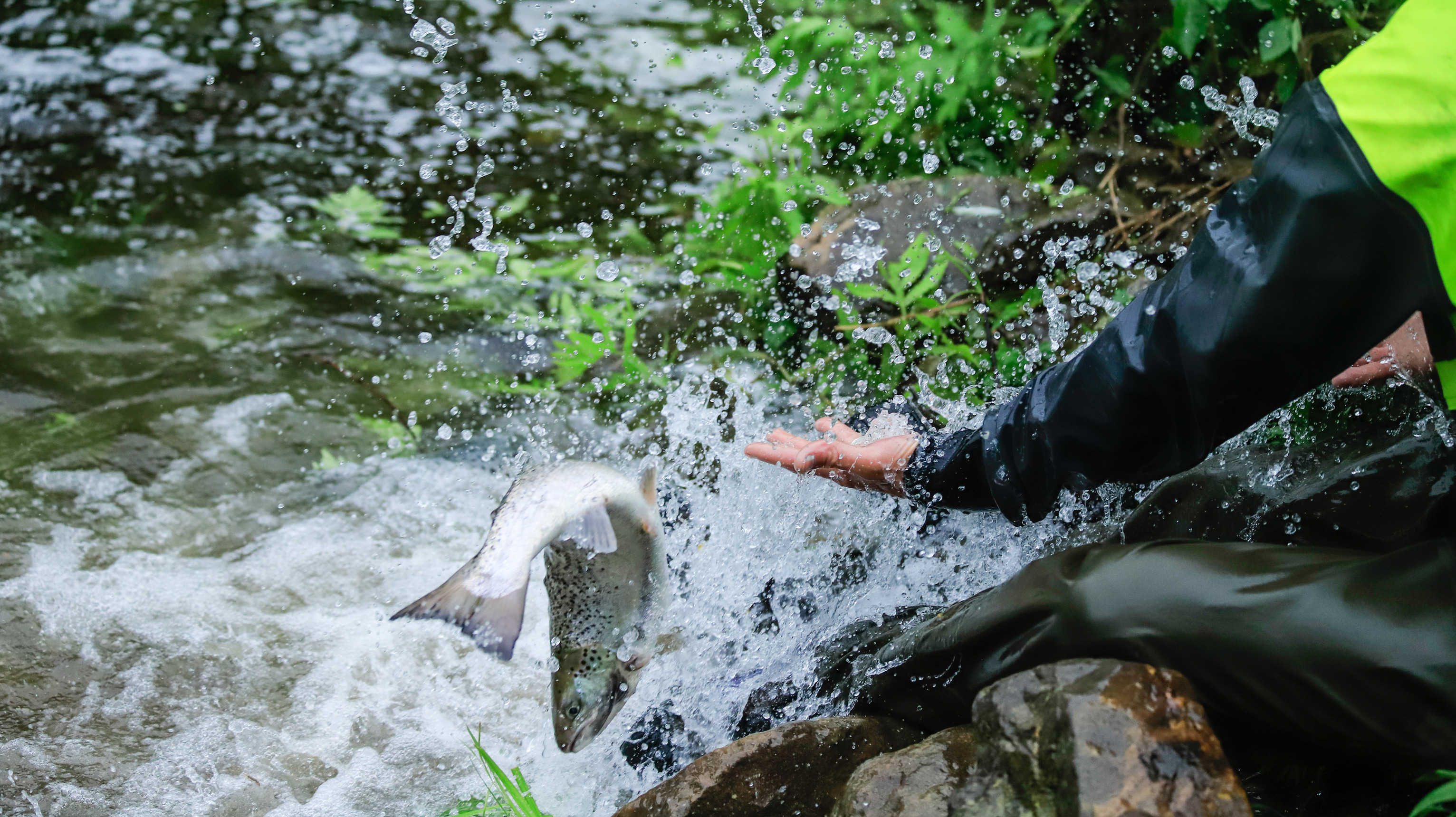 A fish in the air being released into the water.