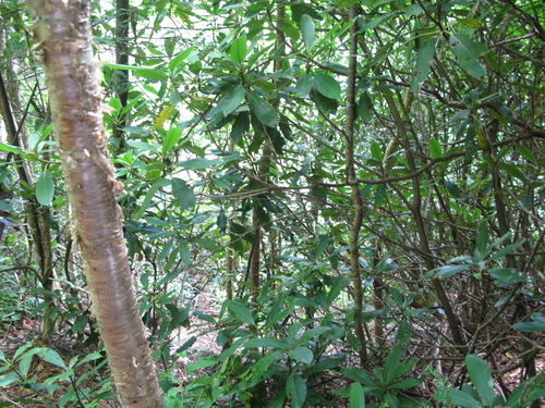 GRSM Accuracy Assessment. Plot Code: GRSM_AA_0550_6