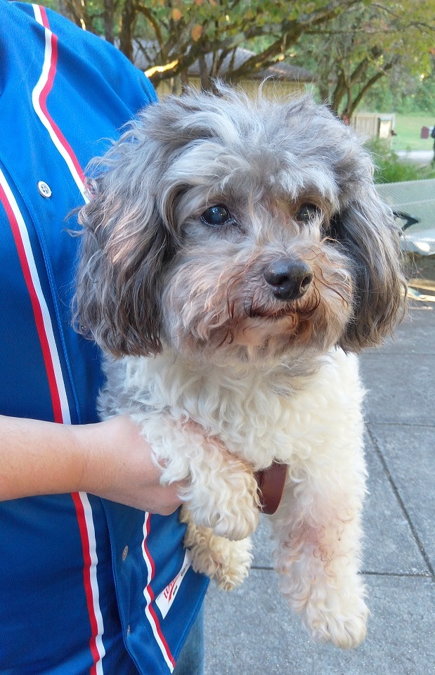 Dog being held by owner 